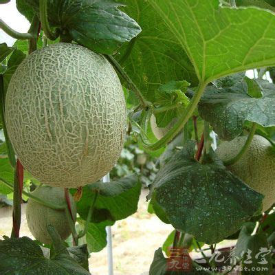 哈密瓜是酸性还是碱性水果?