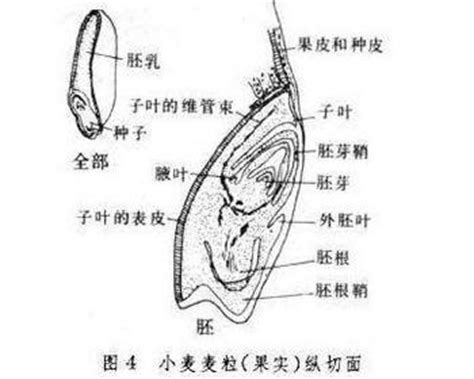 小麦种子是由什么发育而来的