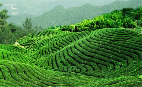 龙井和碧螺春属于哪个茶,位列中国十大名茶之一的西湖龙井和碧螺春