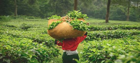 革登普洱茶有哪些生产厂家,勐海古树革登古树茶生产厂家