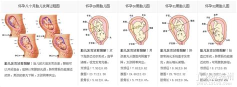 怀孕胎儿发育过程图解