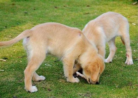 狗狗为什么会吃草,小狗为什么嚼石子