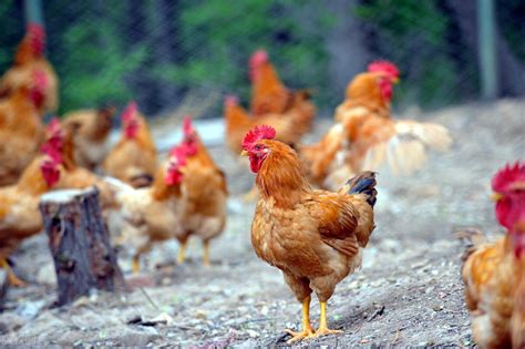 做鸡一个月有多少钱一个月多少钱,养500只土鸡的成本和利润是多少
