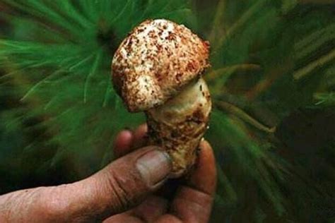 松茸人吃了有什么功效 作为菌中之王松茸