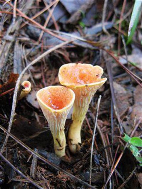 9种相似的可食蘑菇,类似松茸的毒蘑菇