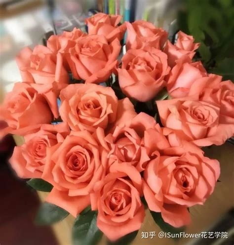 玫瑰花的颜色有多少,中国玫瑰花有多少种颜色